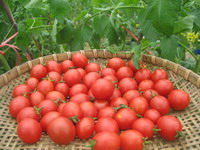 有機精品小番茄